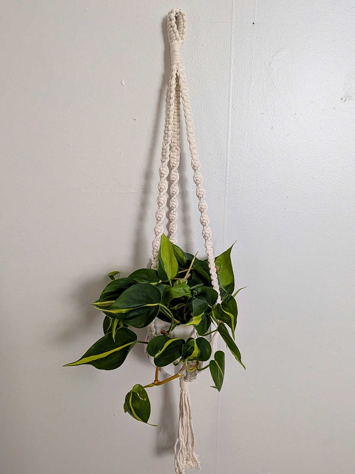 The Twist Center Hang Plant Hanger