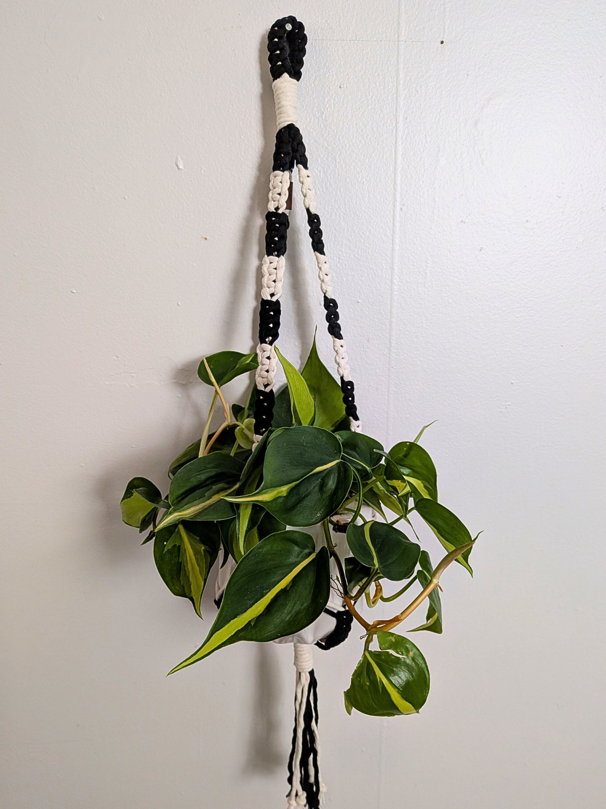 The Alt Center Hang Plant Hanger (Two Tone)