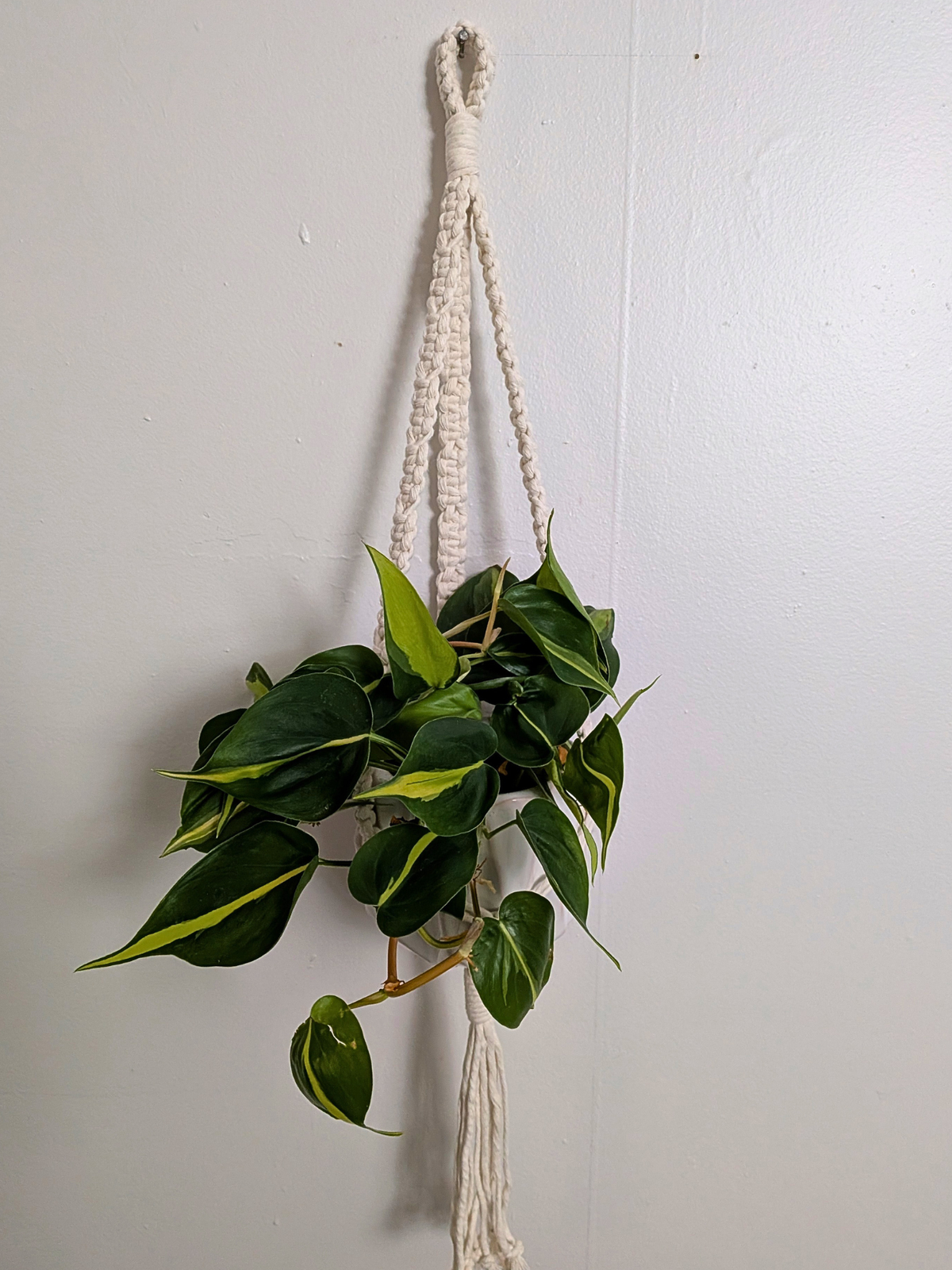 The Alt Center Hang Plant Hanger