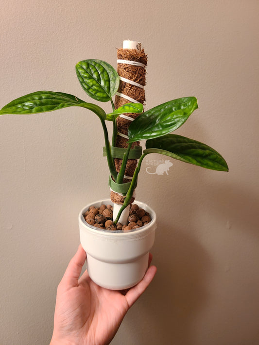 Plant Support Poles (1' Tall)